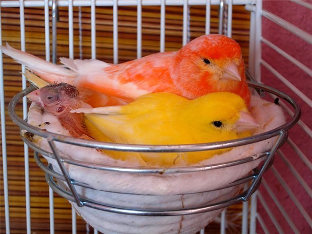 Содержание канареек и уход за ними в Нижнеудинске