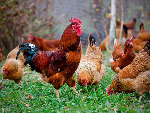 Породы куриц | ЗооТом - продажа, вязка и услуги для животных в Нижнеудинске