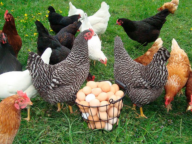 Содержание кур и уход за ними | ЗооТом - продажа, вязка и услуги для животных в Нижнеудинске