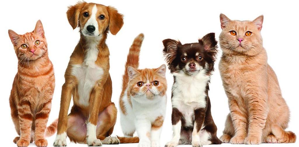 Доска объявлений о животных | ЗооТом - продажа, вязка и услуги для животных в Нижнеудинске