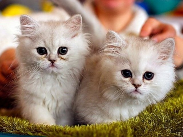 Породы кошек в Нижнеудинске | ЗооТом портал о животных