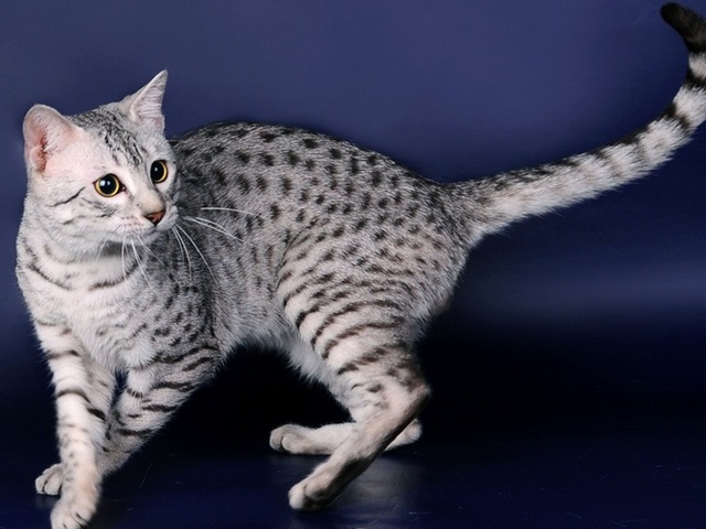 Породы кошек в Нижнеудинске | ЗооТом портал о животных