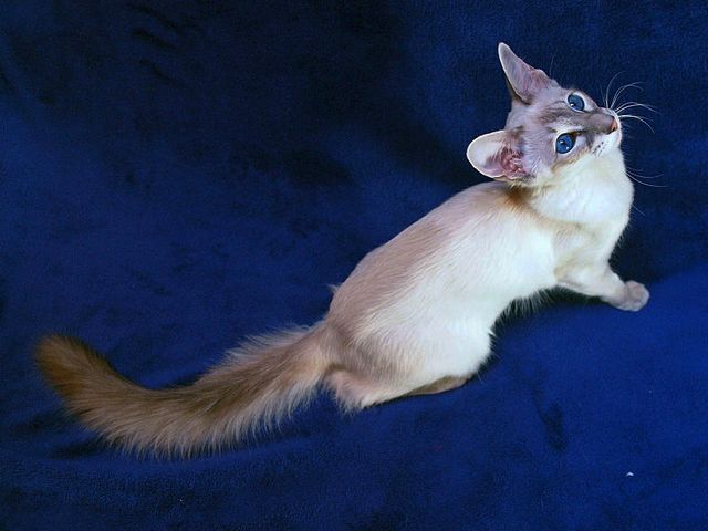 Выведенные породы кошек в Нижнеудинске | ЗооТом портал о животных
