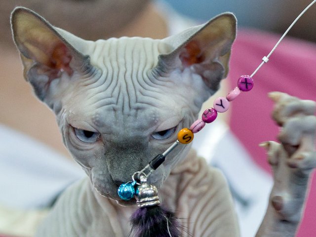 Выставки кошек в Нижнеудинске | ЗооТом портал о животных