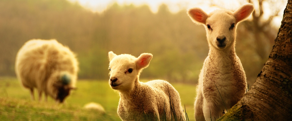 Объявления о сельскохозяйственных животных | ЗооТом - продажа, вязка и услуги для животных в Нижнеудинске