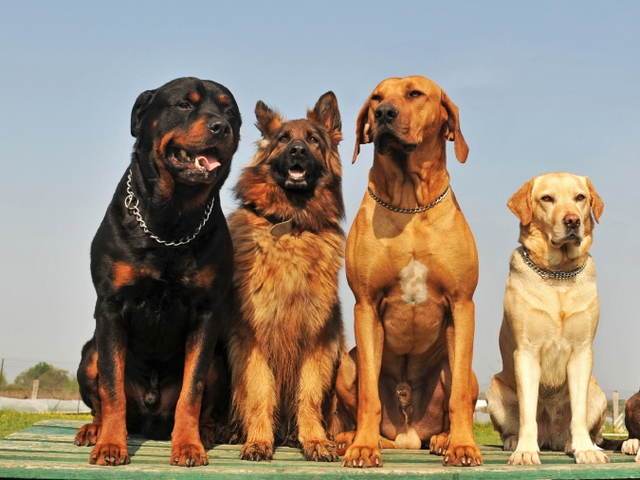 Крупные породы собак в Нижнеудинске | ЗооТом портал о животных