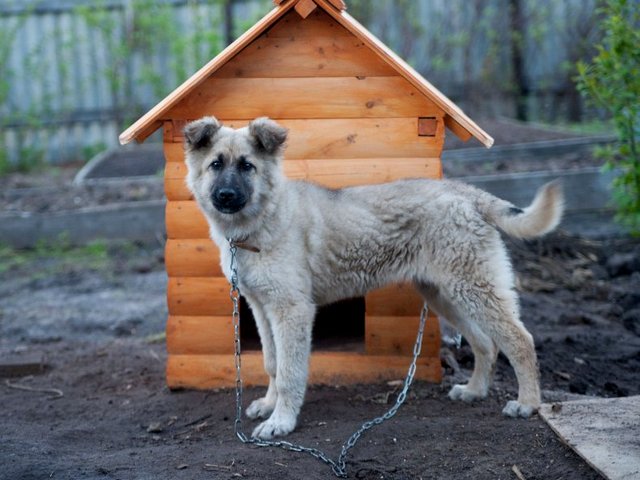 Все о собаках в Нижнеудинске